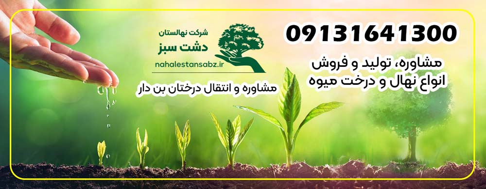 159-planting-قیمت-انواع-نهال-درخت-میوه-گردو-بهترین-باغ-آموزش-کاشت-نهال-لاکچری-پیوندی-نشا-درخت-نگهداری-و-کوددهی-در-پاییز-و-بهار-seedlings