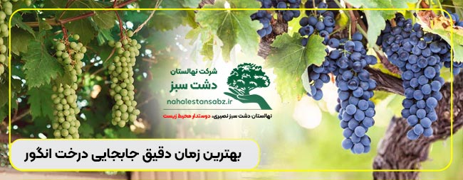 164-vine-پیمانکار-شرکت-انتقال-انگور-بهترین-زمان-جابجایی-درخت-انگور،-روش-عمق-چاله-و-ریشه-transfer how do vines move, how to cut a vine and replant, how to move a vine plant, how to transfer vines, making vinegar, moving vine wall dathomir, moving vines, اقدامات جابجایی درخت انگور؟, الشجرة, الشجرة الجهنمية, الشجرة الخضراء في المنام, الشجرة المباركة, الشجرة المثمرة ترمى بالحجارة, الشجرة المعمرة, الشجرة المعمرة بورصة, الشجرة الملعونة في القران, الشجرة اليابسة في المنام, الشجرة في المنام, انتقال درخت انگور, انتقال درخت انگوری, انواع برگ درخت انگور, انواع درخت انگور, انواع درخت انگور بی دانه, انواع درخت انگور خارجی, انواع درخت انگور در ایران, انواع درخت انگور دیم, انواع درخت انگور یاقوتی, انواع درخت مو, انواع درخت مو چسب, انواع کرم درخت انگور, بهترین روش کاشت درخت انگور, بهترین زمان برای کاشت درخت انگور, بهترین زمان جابجایی درخت انگور, بهترین زمان کاشت درخت انگور, پیمانجابجایی درخت انگوری, پیمانکار جابجایی درخت, تعرفه جابجایی درخت انگور؟, جابجایی درخت انگور, چال جابجایی درخت انگوری, خرید درخت انگور, خرید نهال انگور, خرید نهال انگور بلک ویلیام, خرید نهال انگور ژاپنی, خرید نهال انگور سردشت, خرید نهال انگور شامپاین, خرید نهال انگور شانی, خرید نهال انگور شرابی, خرید نهال انگور عسگری, خرید نهال انگور مکیاج, خرید نهال انگور یاقوتی, دلیل جابجایی درخت انگور چیست, دلیل جابجایی درخت انگور در بهار, دلیل جابجایی درخت انگور در تابستان, دلیل جابجایی درخت انگور ندادن, دلیل جابجایی درخت انگور؟, روش جابجایی درخت انگور, روش کاشت درخت انگور, روش کاشت درخت انگور از دانه, روش کاشت درخت انگور در گلدان, روش کاشت درخت انگور عسکری, روش کاشت درخت مو, ریشه جابجایی درخت انگور بدون, ریشه جابجایی درخت انگور چقدر, ریشه جابجایی درخت انگور چقدر است, ریشه جابجایی درخت انگور چند متر است, ریشه جابجایی درخت انگور چه شکلی است, ریشه جابجایی درخت انگور راست است یا افشان, ریشه جابجایی درخت انگور؟, زراعة الشتلات, زراعة الشتلات المانجو, زراعة الشتلات في الأرض, زراعة الشتلات في البيت, زراعة الشتلات في البيوت المحمية, زراعة الشتلات في الشتاء, زراعة الشتلات في الصواني, زراعة الشتلات في الصيف, زراعة الشتلات في المنام, زراعة الشتلات في المنزل, زمان انتقال درخت انگور, زمان جابجایی درخت انگور, زمان جابجایی درخت انگوری, زمان جابجایی درخت مو, زمان کاشت درخت انگور, زمان کاشت درخت مو, شجرة في مكان ما فی ایرانی, شجرة في مكان مائة سنة, شجرة في مكان مادر, شجرة في مكان مازندرانی, شجرة في مكان مال, شجرة في مكان مانجروف, شجرة في مكان مانجو, شجرة في مكان ماه, شجرة في مكان ماهي, شرکت انتقال درختنا, شرکت جابجایی درخت, شرکت جابجایی درخت انگور؟, طرز کاشت درخت انگور, طریقه کاشت درخت انگور, علت جابجایی درخت انگور چیست, علت جابجایی درخت انگور در زمستان, علت جابجایی درخت انگور ندادن, علت جابجایی درخت انگوری, غرس الأشجار, غرس الأشجار المثمرة, غرس الأشجار بتخريج منتقى الأخبار, غرس الأشجار في الإسلام, غرس الأشجار في الصيف, غرس الأشجار في المسجد, غرس الأشجار في المقبرة, غرس الأشجار في المنام, غرس الأشجار في المنام للعزباء, غرس الأشجار للأطفال, قیمت جابجایی درخت انگور سیاه, قیمت جابجایی درخت انگور عسگری, قیمت جابجایی درخت انگور مصنوعی, قیمت جابجایی درخت انگور یاقوتی, قیمت جابجایی درخت انگور؟, قیمت جابجایی درخت انگوری, قیمت درخت انگور, قیمت درخت انگور سیاه, قیمت درخت انگور عسگری, قیمت درخت انگور مصنوعی, قیمت درخت انگور یاقوتی, قیمت نهال انگور, قیمت نهال انگور بلک سیدلس, قیمت نهال انگور ترکمن, قیمت نهال انگور سوییت شاپر, قیمت نهال انگور سیاه, قیمت نهال انگور سیاه سردشت, قیمت نهال انگور شانی, قیمت نهال انگور فرنگی, قیمت نهال انگور کشمشی, قیمت نهال انگور یاقوتی, کاشت درخت انگور, کاشت درخت انگور با دانه, کاشت درخت انگور در باغ, کاشت درخت انگور در بالکن, کاشت درخت انگور در حیاط خانه, کاشت درخت انگور در خانه, کاشت درخت انگور در گلدان, کاشت درخت انگور در گلدان بزرگ, کاشت درخت انگور سیاه, مراقبت جابجایی درخت انگور در خانه, مراقبت جابجایی درخت انگور؟, نحوه کاشت درخت انگور, نحوه کاشت درخت انگور با هسته, نقل الشجرة, نقل الشجرة في المنام, نقل الشجرة فی ایرانی, نقل الشجرة فیروزه, نقل الشجرة فیلم, نقل شجرة البونسيانا, نقل شجرة التوت, نقل شجرة التين, نقل شجرة الزيتون, نقل شجرة العنب, نقل شجرة الليمون, نقل شجرة الياسمين, نقل شجرة مانجو كبيرة, نکات moving the vines, نکات moving the vineyard, نکات جابجایی درخت انگور؟, نکات جابجایی درخت انگوری, هزینه جابجایی درخت انگور؟, هزینه درخت انگور در خواب, هزینه درخت انگوری