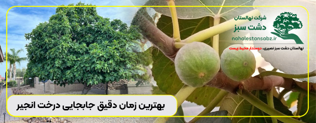 بهترین زمان برای کاشت درخت انجیر, بهترین زمان جابجایی درخت انجیر, بهترین زمان کاشت درخت انجیر, تحريك شجرة التيني, تحريك شجرة التينية, تحريك شجرة القرآن, جابجایی درخت انجیر, جابجایی درخت بزرگ گردو, جابجایی درختان, جابجایی درختان بزرگ, جابجایی درختان بزرگ با دستگاه 165-moving-جابجایی-انجیر-مناسب-ترین-زمان-جابجایی-درخت-انجیر-توسط-شرکت-پیمانکار-fig-tree fig tree, fig tree bay, fig tree cafe, fig tree care, fig tree fruit, fig tree in the bible, fig tree indoor, fig tree leaves, fig tree restaurant, fig tree venice, how to move a fig tree, transplanting fig tree, transplanting fig trees australia, بهترین زمان برای کاشت درخت انجیر, بهترین زمان جابجایی درخت انجیر, بهترین زمان کاشت درخت انجیر, تحريك شجرة التيني, تحريك شجرة التينية, تحريك شجرة القرآن, جابجایی درخت انجیر, جابجایی درخت بزرگ گردو, جابجایی درختان, جابجایی درختان بزرگ, جابجایی درختان بزرگ با دستگاه, جابجایی درختان بزرگ در ایران, جابجایی درختان بزرگ در تهران, جابجایی درختان در باغ, جابجایی درختان در زمستان, جابجایی درختان در کلش, جابجایی درختان سنتی, جابجایی درختان سنجاب, جابجایی درختان سنجش, جابجایی درختان سنگ, جابجایی درختان سنندج, جابجایی درختان کوچک, جابجایی درختان میوه, دستگاه جابجایی درختان بزرگ, روش جابجایی درختان بزرگ, زمان جابجایی درخت انجیر, زمان جابجایی درخت انجیری, زمان کاشت درخت انجیر سیاه, زمان کاشت درخت انجیر معابد, شرکت جابجایی درختان بزرگ, شنقل الشجرة الالمانية, علت جابجایی درخت انجیر چیست, علت جابجایی درخت انجیر در تابستان, علت جابجایی درخت انجیر در زمستان, علت جابجایی درخت انجیره, علت جابجایی درخت انجیری, فصل جابجایی درخت انجیر, فصل کاشت درخت انجیر, قیمت جابجایی درخت انجیر در استهبان, قیمت جابجایی درخت انجیر زرد, قیمت جابجایی درخت انجیر معابد, قیمت جابجایی درخت انجیره, قیمت جابجایی درخت انجیری, قیمت جابجایی درخت انجیری مصنوعی, کاشت درخت انجیر, کاشت درخت انجیر با بذر, کاشت درخت انجیر در اهواز, کاشت درخت انجیر در باغچه, کاشت درخت انجیر در حیاط, کاشت درخت انجیر در گلدان, کاشت درخت انجیر در مناطق سردسیر, کلیپ جابجایی درختان بزرگ, نحوه جابجایی درختان بزرگ, نقل الشجرة, نقل الشجرة في المنام, نقل الشجرة فی ایرانی, نقل الشجرة فیروزه, نقل الشجرة فیلم, نگهداری جابجایی درخت انجیر در زمستان, نگهداری جابجایی درخت انجیر در گلدان, نگهداری جابجایی درخت انجیر در منزل, نگهداری جابجایی درخت انجیر سیاه, نگهداری جابجایی درخت انجیر گلابی, نگهداری جابجایی درخت انجیری, هزیجابجایی درخت انجیری, هزینه جابجایی درخت, هزینه جابجایی درخت اصفهان, هزینه جابجایی درخت ایران, هزینه جابجایی درخت کار, هزینه کاشت درخت, هزینه کاشت درخت بلوط در زاگرس, هزینه کاشت درخت پالونیا, هزینه کاشت درخت در زاگرس, هزینه کاشت درخت گردو, هزینه کاشت درخت هدیه