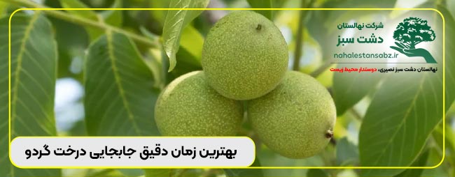 شرکت-پیمانکار-هزینه-و-قیمت-انتقال-درخت-گردو-بهترین-زمان-و-فصل-جابجایی-انواع-درخت-گردو -تعرفه جابجایی درخت گردون, ثمن شجرة الجوز في تونس, جابجایی درخت گردو, جابجایی درخت گردو بزرگ 167-move-شرکت-پیمانکار-هزینه-و-قیمت-انتقال-درخت-گردو-بهترین-زمان-و-فصل-جابجایی-انواع-درخت-گردو-walnut-tree walnut tree price, walnut tree price in india, walnut tree price iranian, walnut tree price iranian movie, walnut tree price to iranian, walnut tree price to iranian movie, walnut tree price to iranian toman, walnut tree prices 2022, walnut tree prices 2023, walnut tree prices missouri, walnut trees price per acre, walnut wood price, walnut wood price in india, walnut wood price in pakistan, walnut wood price per board foot, بهترین جابجایی گردون, بهترین جابجایی گردونی, بهترین جابجایی گردوی, بهترین جابجایی گردویی, بهترین زمان جابجایی انواع درخت گردون, بهترین زمان جابجایی انواع درخت گردوی, بهترین زمان جابجایی درخت گردو, بهترین زمان کاشت درخت گردو, بهترین زمان و فصل جابجایی انواع درخت گردون, تحريك شجرة الجوز فی اصفهان, تحريك شجرة الجوز فی اصل, تحريك شجرة الجوز فی اصلا, تحريك شجرة الجوز فی اصلاح, تحريك شجرة الجوز فی ایران, تحريك شجرة الجوز فیروز, تحريك شجرة الجوز فیض, تحريك شجرة الجوز فیلم, تحريك شجرة الجوز فینال, تحريك شجرة الجوزاء, تحريك شجرة الجوزن, تحريك شجرة الجوزية, تضمین جابجایی درخته, تضمین جابجایی درختی, تعرفه جابجایی درخت گردون, ثمن شجرة الجوز في تونس, جابجایی درخت گردو, جابجایی درخت گردو بزرگ, دلیل جابجایی درخت گردون, روش تضمین جابجایی درخت انار, روش تضمین جابجایی درخت انگور, روش تضمین جابجایی درخت پسته, روش تضمین جابجایی درخت گردو, روش تضمین جابجایی درخت نارنج, روش تضمین جابجایی درخت نخل, روش تضمین جابجایی درختان, روش تضمین جابجایی درختان بزرگ, روش تضمین جابجایی درختان میوه, روش تضمینی جابجایی درخت انار, روش تضمینی جابجایی درخت انگور, روش تضمینی جابجایی درخت پسته, روش تضمینی جابجایی درخت گردو, روش تضمینی جابجایی درخت نارنج, روش تضمینی جابجایی درخت نخل, روش تضمینی جابجایی درختان, روش تضمینی جابجایی درختان بزرگ, روش تضمینی جابجایی درختان میوه, روش جابجایی درخت, روش جابجایی درخت انگور, روش جابجایی درخت پسته, روش جابجایی درخت گردو, روش جابجایی درخت نخل, روش جابجایی درختان بزرگ, روش کاشت درخت, روش کاشت درخت انجیر, روش کاشت درخت انگور, روش کاشت درخت گردو, زمان جابجایی انواع درخت گردو اسراییلی, زمان جابجایی انواع درخت گردو چندلر, زمان جابجایی انواع درخت گردو در گیلان, زمان جابجایی انواع درخت گردون, زمان جابجایی درخت گردو, زمان دقیق جابجایی درخت گردو, زمان دقیق جابجایی درخت گردون, زمان کاشت درخت گردو, زمان کاشت درخت گردو اسراییلی, زمان کاشت درخت گردو چندلر, زمان کاشت درخت گردو در گیلان, زمان کاشت گردو, زمان کاشت گردو اسرائیلی, زمان کاشت گردو با پوست, زمان کاشت گردو بذری, زمان کاشت گردو پاکوتاه, زمان کاشت گردو در خاک, زمان کاشت گردو در گلدان, زمان کاشت گردو کاغذی, زمان مناسب کاشت درخت گردو, سعر شجرة الجوز, سعر شجرة الجوز في الجزائر, سعر شجرة الجوز فی ایران, سعر شجرة الجوز فیس, سعر شجرة الجوز فیض, سعر شجرة الجوز فیلتر, سعر شجرة الجوز فینال, سعر شجرة الجوزاء, سعر شجرة الجوزن, سعر شجرة الجوزه, سعر شجرة الجوزي, سعر شجرة جوز, سعر شجرة جوز الهند فى مصر, شجرة الجوز, شجرة الجوز الأمريكي, شجرة الجوز البرازيلي, شجرة الجوز بالفرنسية, شجرة الجوز عين الجمل, شجرة الجوز في المنام, شجرة الجوز في المنام للعزباء, شجرة الجوز في المنام للمتزوجة, شجرة الجوزة, شجرة الجوزة بِالشَّامِ, شرکتجابجایی درخت گردون, ضمانت جابجایی درخته, ضمانت جابجایی درختی, فصل جابجایی درخت گردو, فصل جابجایی گردون, فصل دقیق جابجایی درخت گردو اسراییلی, فصل دقیق جابجایی درخت گردون, فصل کاشت درخت گردو, فصل کاشت درخت گردو اسراییلی, فی شجرة الجوزاء, فی شجرة الجوزة, فی شجرة الجوزن, فی شجرة الجوزه, فی شجرة الجوزية, قیمت جابجایی درخت گردون, قیمت جابجایی درخت گردوی, کاشت درخت گردو, کاشت درخت گردو از هسته, کاشت درخت گردو اسراییلی, کاشت درخت گردو اصلاح شده, کاشت درخت گردو در پاییز, کاشت درخت گردو در حیاط خانه, کاشت درخت گردو در گلدان, کاشت درخت گردو در مناطق سردسیر, مراقبتجابجایی درخت گردون, نقل شجرة الجوز, نقل شجرة الجوزاء, نقل شجرة الجوزن, نقل شجرة الجوزه, نقل شجرة الجوزية, هزینه جابجایی درخت گردون, هزینه کاشت درخت گردو, وقت کاشت درخت گردو