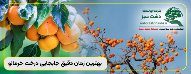 بهترین زمان برای کاشت درخت خرمالو, بهترین زمان جابجایی درخت خرمالو, بهترین زمان کاشت درخت خرمالو, بهترین فصل کاشت درخت خرمالو, پیمانکار خرمالوی, تحريك شجرة الكاكي فی ایران, تحريك شجرة can persimmon trees survive winter, can you transplant a persimmon tree, how to move a persimmon tree, moving persimmon tree, moving persimmon tree from seed, moving the persimmon tree genshin, persimmon tree life cycle, transplanting persimmon trees, when to transplant persimmon tree, بهترین زمان برای کاشت درخت خرمالو, بهترین زمان جابجایی درخت خرمالو, بهترین زمان کاشت درخت خرمالو, بهترین فصل کاشت درخت خرمالو, پیمانکار خرمالوی, تحريك شجرة الكاكي فی ایران, تحريك شجرة الكاكي فید, تحريك شجرة الكاكي فیروز, تحريك شجرة الكاكي فین, تحريك شجرة الكاكير, تحريك شجرة الكاكيرا, تحريك شجرة الكاكيري, تحريك شجرة الكاكيه, جابجایی خرمالو کجاست, جابجایی خرمالو کیست, جابجایی خرمالوه, جابجایی خرمالوی, جابجایی درخت خرمالو, روش کاشت درخت خرمالو, زمان جابجایی درخت خرمالو, زمان کاشت بذر درخت خرمالو, زمان کاشت درخت خرمالو, زمان مناسب کاشت درخت خرمالو, شرکت جابجایی خرمالوه, علت جابجایی خرمالوا, علت جابجایی خرمالوه, علت جابجایی خرمالوی, فصل کاشت درخت خرمالو, قیمت جابجایی خرمالوا, قیمت جابجایی خرمالوه, قیمت جابجایی خرمالوی, کاشت درخت خرمالو, کاشت درخت خرمالو از هسته, کاشت درخت خرمالو با هسته, کاشت درخت خرمالو در حیاط, کاشت درخت خرمالو در خانه, کاشت درخت خرمالو در گلدان, کاشت درخت خرمالو در مناطق سردسیر, نقل شجرة الكاكي 3, نقل شجرة الكاكي pdf, نقل شجرة الكاكي ایران, نقل شجرة الكاكي تهران, نقل شجرة الكاكي فیروز, نقل شجرة الكاكي فیل, نقل شجرة الكاكي فیلم, نقل شجرة الكاكي فین 168-moving-خرید-فروش-قیمت-نهال-خرمالو-شرکت-پیمانکاری-جابجایی-انتقال-بهترین-زمان-برای-جابجایی-و-انتقال-درخت-خرمالو-persimmon-tree