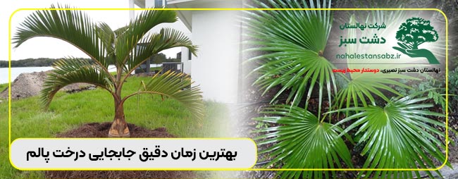 انتقال درخت پالم ایران, انتقال درخت پالمی, انتقال درخت نخل, انواع روش جابجایی درخته, انواع روش جابجایی درختی, انواع روش کاشت درخت, بهترین زمان کاشت درخت نخل انتقال درخت پالم ایران, انتقال درخت پالمی, انتقال درخت نخل, انواع روش جابجایی درخته, انواع روش جابجایی درختی, انواع روش کاشت درخت, بهترین زمان کاشت درخت نخل, پجابجایی درخت پالمان, پجابجایی درخت پالمه, پجابجایی درخت پالمی, پجابجایی درخت پالمیسی, جابجایی درخت پالم, جابجایی درخت پالم ایران, جابجایی درخت پالمان, جابجایی درخت پالمه, جابجایی درخت پالمی, جابجایی درخت نخل, جایگزین درخت خشک شده به انگلیسی, جایگزین درخت خشک شده تزیینی, جایگزین درخت خشک شده خیابان ولیعصر, جایگزین درخت خشک شده در خواب, جایگزین درخت خشک شده در خواب دیدن, جایگزین درخت خشک شده در فال قهوه, جایگزین درخت خشک شده عکس, جایگزین درخت خشک شده نقاشی, جایگزین درخت خشک شده ولیعصر, دلایل جابجایی درخته, دلایل جابجایی درختی, روش جابجایی درخت نخل, روش کاشت درخت پالم, زمان جابجایی درخت پالم, زمان جابجایی درخت نخل, زمان کاشت درخت پالم, زمان کاشت درخت نخل, شرایط کاشت درخت پالم, شرایط کاشت درخت نخل, علت جابجابی درخت چیست؟, قیمت جابجایی درخت پالم بادبزنی, قیمت جابجایی درخت پالم بزرگ, قیمت جابجایی درخت پالم پالم, قیمت جابجایی درخت پالم لاتانیا, قیمت جابجایی درخت پالم واشنگتن, قیمت جابجایی درخت پالم واشنگتنی, قیمت جابجایی درخت پالمی, کاشت درخت پالم, نحوه جابجایی درخت نخل, نحوه کاشت درخت پالم, نحوه کاشت درخت نخل, نحوه کاشت درخت نخل خرما, نکات مهم در جابجایی درخت, نکات مهم کاشت درخت, نهالستان دشت سبز, نهالستان دشت سبز خورشید, نهالستان دشت سبز مصری, نهالستان دشت سبز مو, نهالستان دشت سبز نصر, نهالستان دشت سبز نصف, نهالستان دشت سبز نوربخش 171-moving-خرید-فروش-قیمت-درخت-پالم-نکات-مهم-در-بهترین-زمان-جابجایی-درخت-پالم-palm-tree