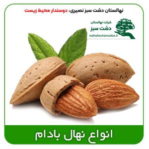 Almond-بهترین-نهالستان-قیمت-خرید-فروش-انواع-نهال-و-درخت-بادام-اسرائیلی-پوست-کاغذی-دیرگل-سرسیری-گرمسیری-دیمی-خوشه-ای-seedling