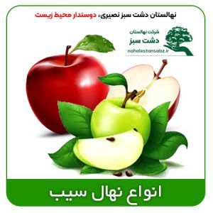 سیب لیست انواع نهال و درخت میوه سیب