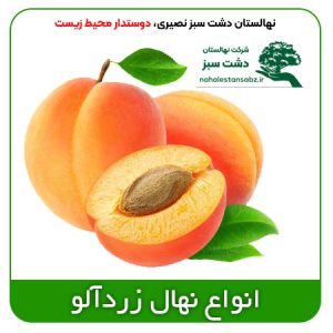 Apricot-بهترین-قیمت-انواع-نهال-درخت-زردآلو-نصیری-دیر-گل-شکر-پاره-عسگر-آباد-مقاوم-به-سرما--seedlings