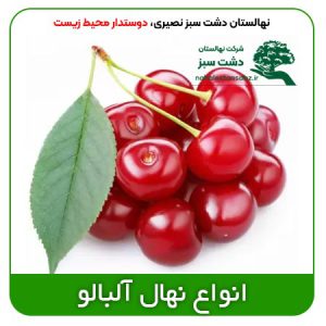 Cherry-بهترین-قیمت-انواع-نهال-آلبالو-خرید-فروش-درخت-البالو-محلی-اسرائیلی-مجاری-تکدانه-ارزان-ایران-اصفهان-تهران---seedling