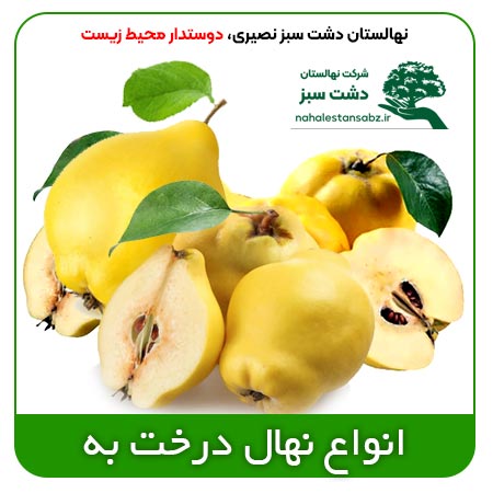 Cydonia قیمت خرید و فروش بهترین نژاد درخت به پاکوتاه اصلاح شده قرمز در اصفهان oblonga Rosaceae