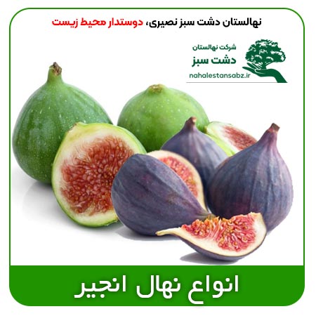 Fig-بهترین-قیمت-خرید-فروش-انواع-نهال-انجیر-سیاه-زرد-درخت-انجیر-سردسیری-اسرائیلی-پیوندی---seedling