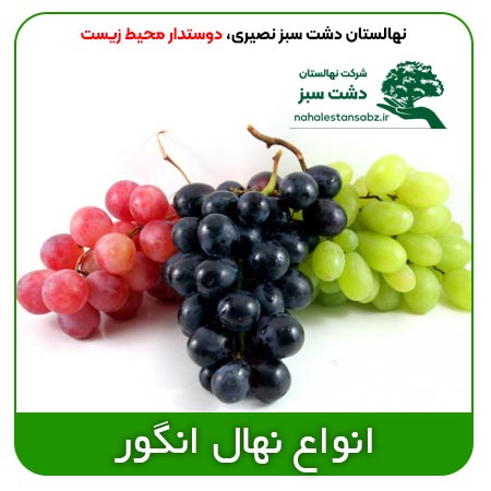 Grape-بهترین-قیمت-خرید-فروش-انواع-نهال-درخت-انگور-خاص-زودرس-کشمشی-گرمسیری-نایاب-سیاه-سردشت-سفید-مره-seedling