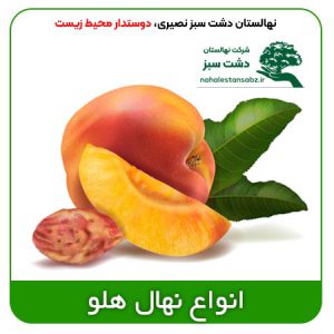 Peach--پاییزه-زعفرانی-اصلاح-شده-قیمت-انواع-نهال-خوب-بهترین-قیمت-نهال-هلو-زودرس-seedling