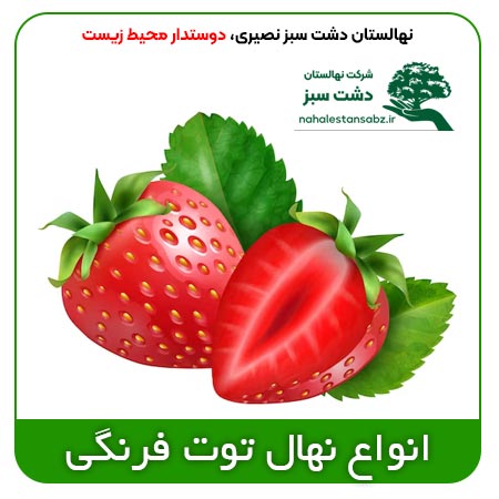 Strawberry-بهترین-قیمت-انواع-نهال-بذر-توت-فرنگی-خرید-فروش-درختچه-نشا-توت-فرنگی-کردستان-ابی-مازندران-اصفهان-تهران-seedling