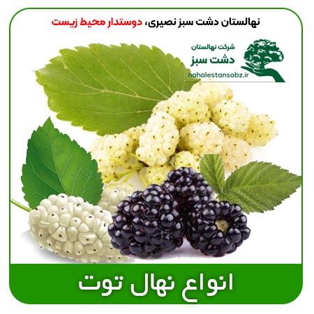 berry-بهترین-نهال-انواع-توت-سیاه-سفید-قیمت-درخت-خرید-فروش-شاه-توت-هرات-کاکوزا-موزی--seedling