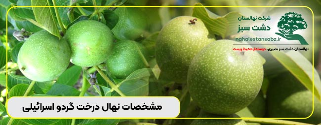 165-1-israeli-walnut-seedlings-قیمت-خرید-نهال-درخت-گردو-اسرائیلی-اصفهان---تهران-و-کرج