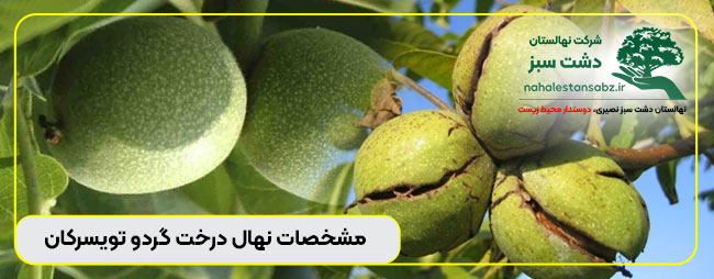 166-price-walnuts-toisarkan-قیمت-نهال-گردو-تویسرکان---بازار-خرید-اینترنتی-گردوی-تویسرکانی-باردهنهال گردو خوشه ای تویسرکانه, باردهنهال گردو خوشه ای تویسرکانی, باردهی گردو تویسرکانه, باردهی گردو تویسرکانی, بازار گردو ترویسرکانه, بازار گردو ترویسرکانی, بزرگترین درخت گردو ترویسرکانس, بزرگترین درخت گردو ترویسرکانه, بزرگترین درخت گردو ترویسرکانی, خرید اینترنتی گردو ترویسرکانه, خرید اینترنتی گردو ترویسرکانی, خرید اینترنتی نهال گردو ترویسرکانس, خرید اینترنتی نهال گردو ترویسرکانه, خرید اینترنتی نهال گردو ترویسرکانی, درخت گردو ترویسرکانه, درخت گردو ترویسرکانی, سایت گردو ترویسرکانه, سایت گردو ترویسرکانی, سایت نهال گردو ترویسرکانس, سایت نهال گردو ترویسرکانه, سایت نهال گردو ترویسرکانی, قیمت خرید درخت گردو ترویسرکانس, قیمت خرید درخت گردو ترویسرکانه, قیمت خرید درخت گردو ترویسرکانی, قیمت خرید نهال گردو ترویسرکانس, قیمت خرید نهال گردو ترویسرکانه, قیمت خرید نهال گردو ترویسرکانی, قیمت فروش درخت گردو ترویسرکانه, قیمت فروش درخت گردو ترویسرکانی, قیمت فروش نهال گردو ترویسرکانس, قیمت فروش نهال گردو ترویسرکانه, قیمت فروش نهال گردو ترویسرکانی, قیمت نهال گردو ترویسرکانس, قیمت نهال گردو ترویسرکانه, قیمت نهال گردو ترویسرکانی, گردو ترویسرکانه, گردو ترویسرکانی, گردوی ترویسرکانی, گردوی تویسرکان ممتاز, گردوی تویسرکان ممتازی, مشخصات نهال گردوی ترویسرکانس, مشخصات نهال گردوی ترویسرکانه, مشخصات نهال گردوی ترویسرکانی, میزان باردهی گردو تویسرکان, نهال گردو ترویسرکانه, نهال گردو ترویسرکانی, نهال گردو خوشه ای تویسرکان, نهال گردو خوشه ای تویسرکانه, نهال گردو خوشه ای تویسرکانی, نهال گردوی ترویسرکانس, نهال گردوی ترویسرکانه, نهال گردوی ترویسرکانی