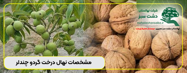 نهال گردو چندلر – قیمت خرید و فروش درخت گردوی چندلری اصفهان